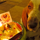 Illustration for article titled All 2013 Lazy HAL The Basset Hound Charmed Me To Death